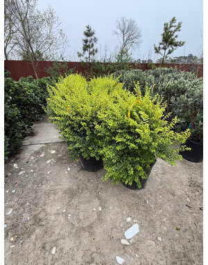 LIGUSTRUM, 'SUNSHINE', 15G*