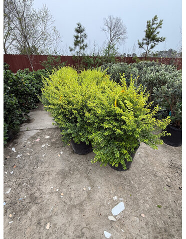 LIGUSTRUM, 'SUNSHINE', 15G*