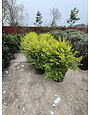 SUNSHINE LIGUSTRUM PLANT, 15 GALLON