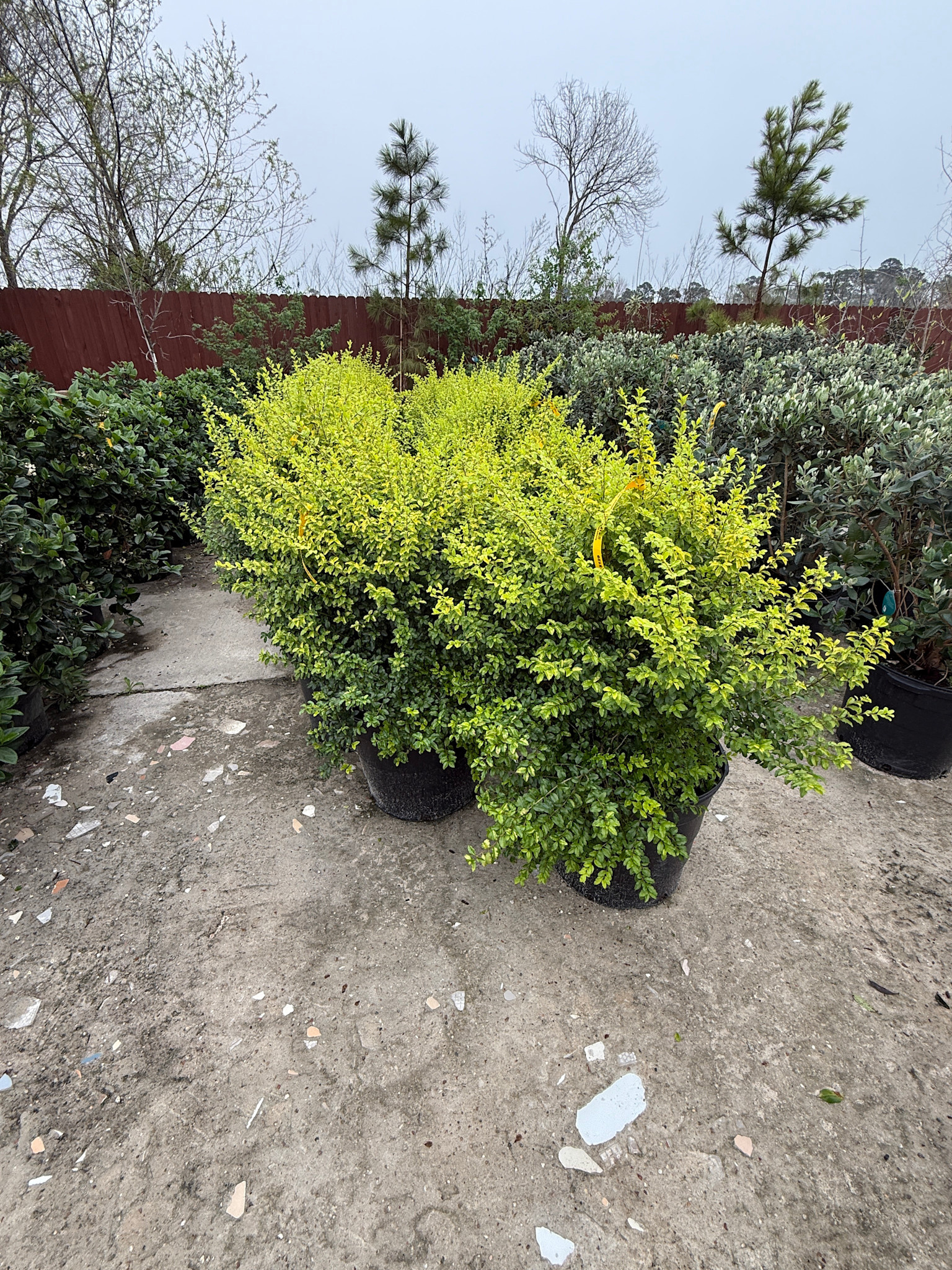 SUNSHINE LIGUSTRUM PLANT, 15 GALLON