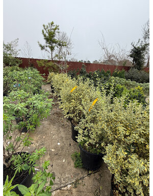 PRIVET, 'VARIEGATED', 15G*