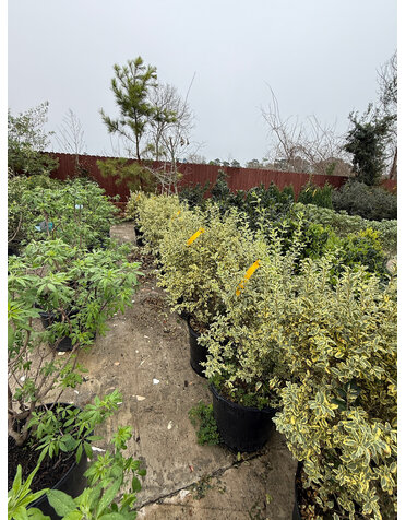 PRIVET, 'VARIEGATED', 15G*