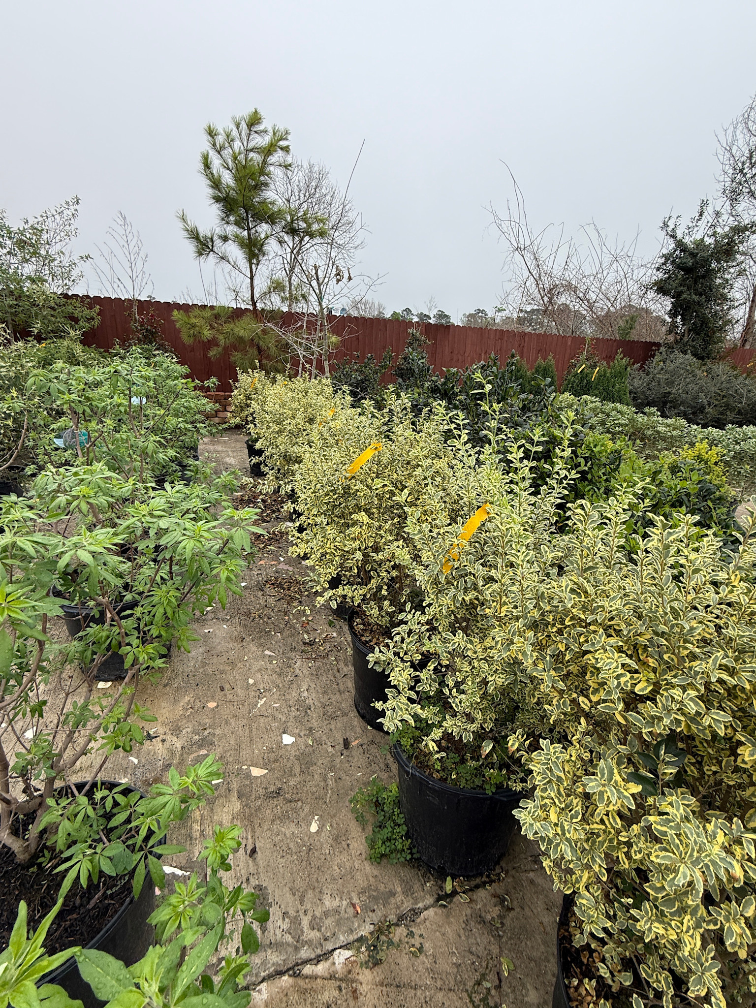 VARIEGATED PRIVET PLANT, 15 GALLON