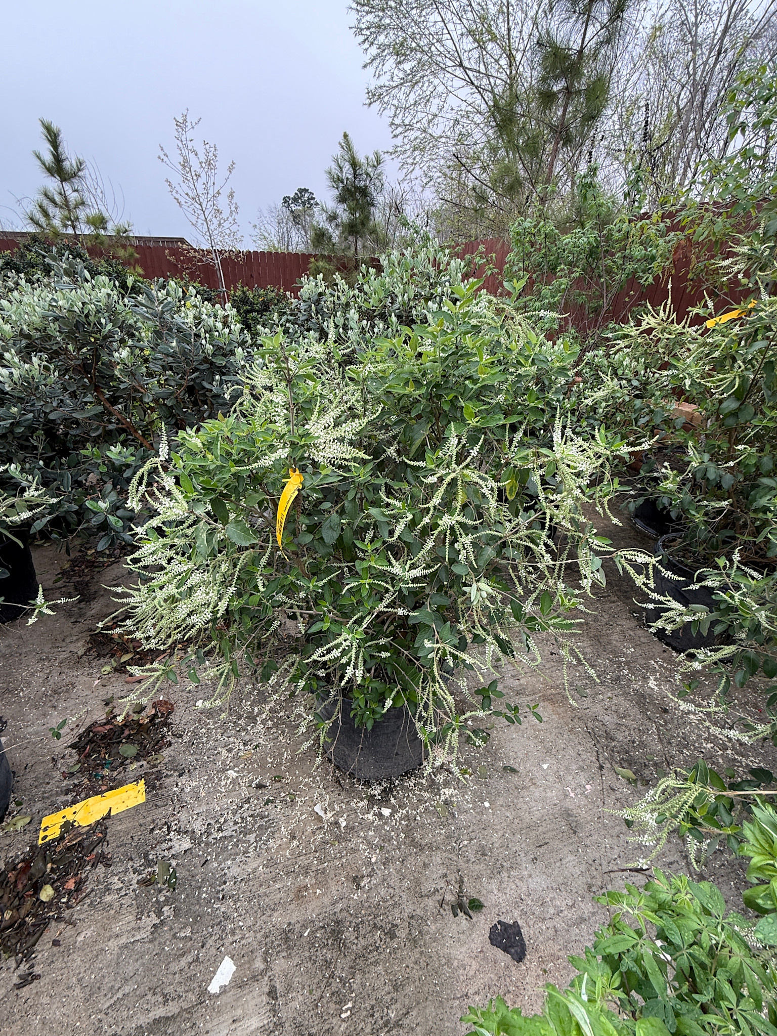 SWEET ALMOND VERBENA PLANT, 15 GALLON