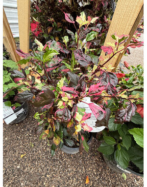 HIBISCUS, TROPICAL, 'SALSA DANCER', 3G*