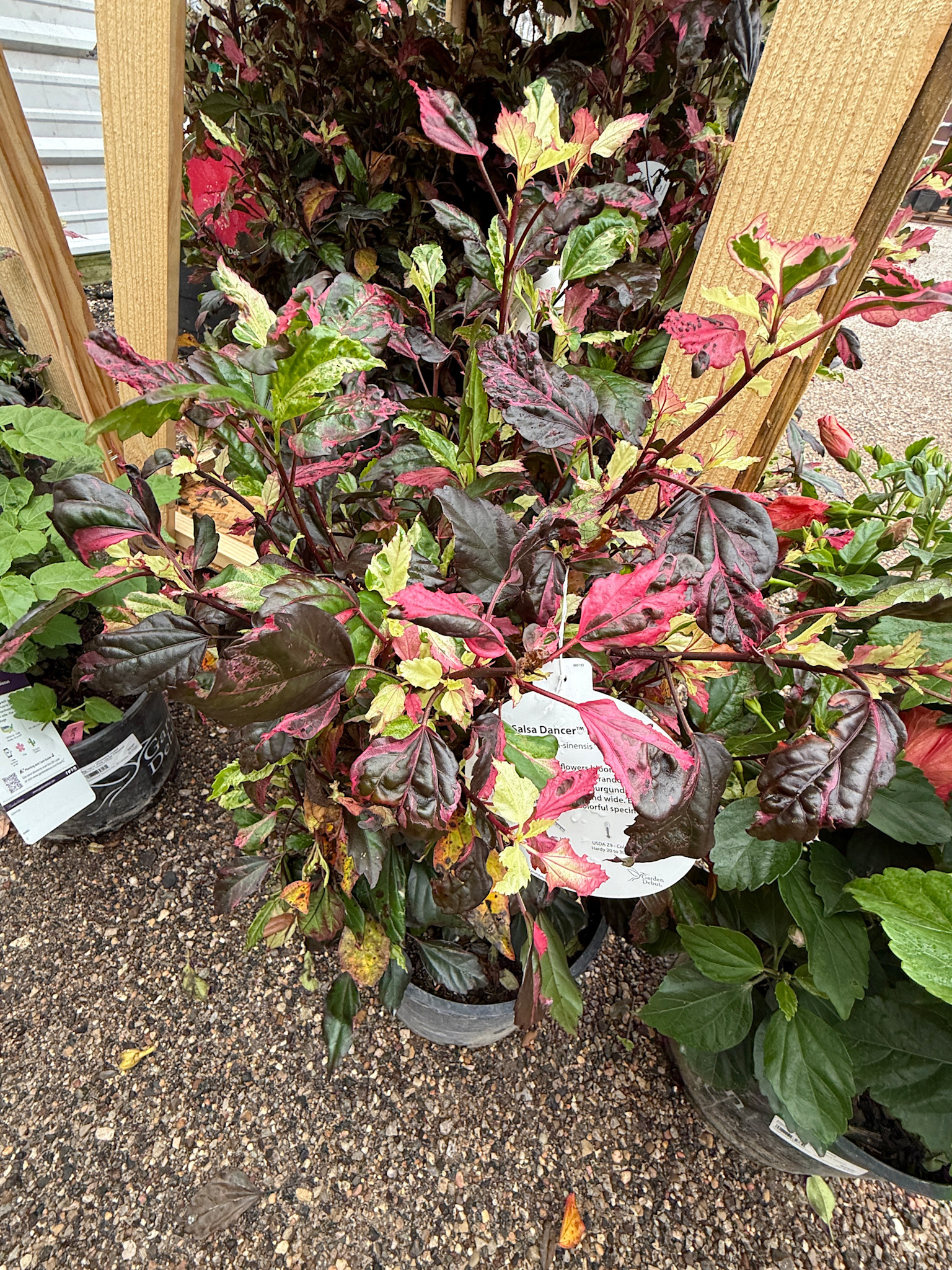 'SALSA DANCER' TROPICAL HIBISCUS, 3 GALLON