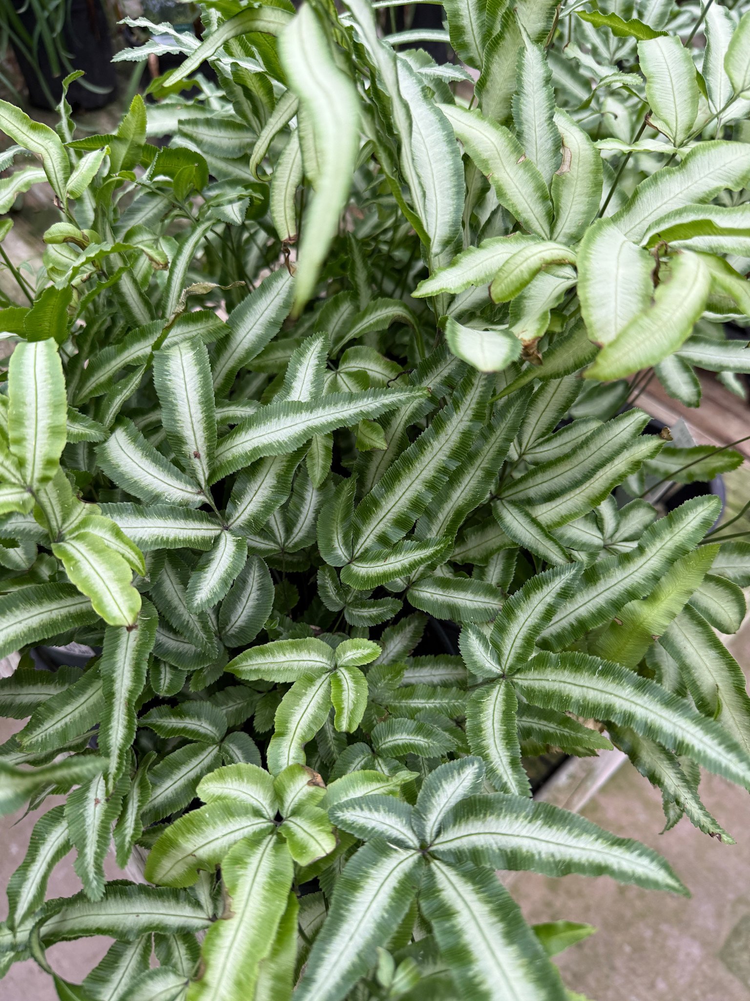 'PTERIS' FERN PLANT, 1 GALLON