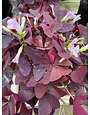 'EBONY ALLURE' OXALIS PLANT, 1 GALLON