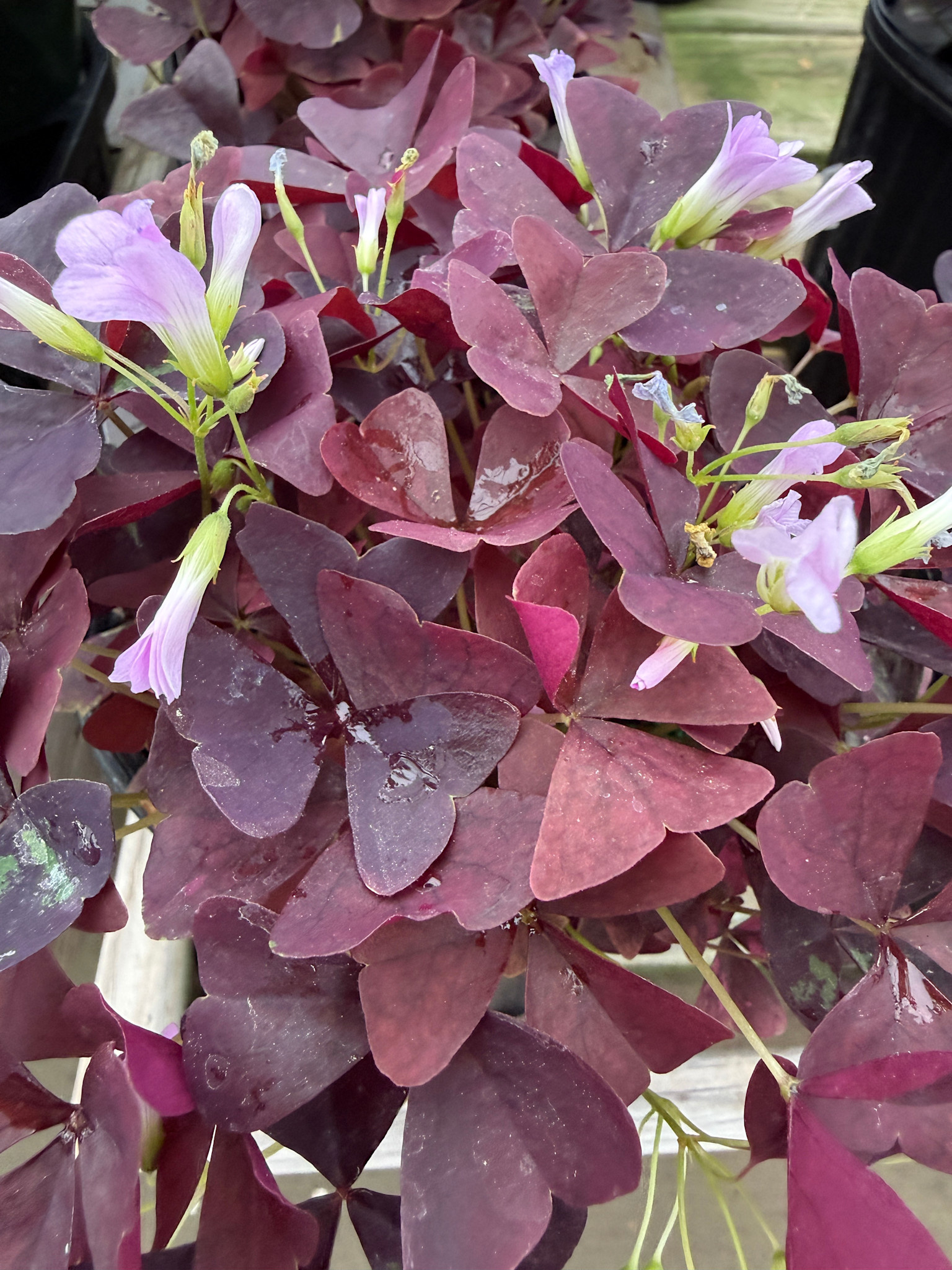 'EBONY ALLURE' OXALIS PLANT, 1 GALLON