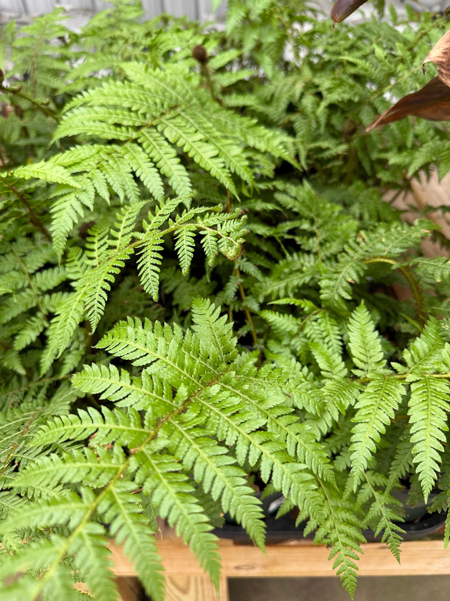 'AUSTRALIAN TREE FERN' FERN PLANT, 1 GALLON