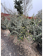 'PRIDE OF HOUSTON' YAUPON HOLLY PLANT, 15 GALLON