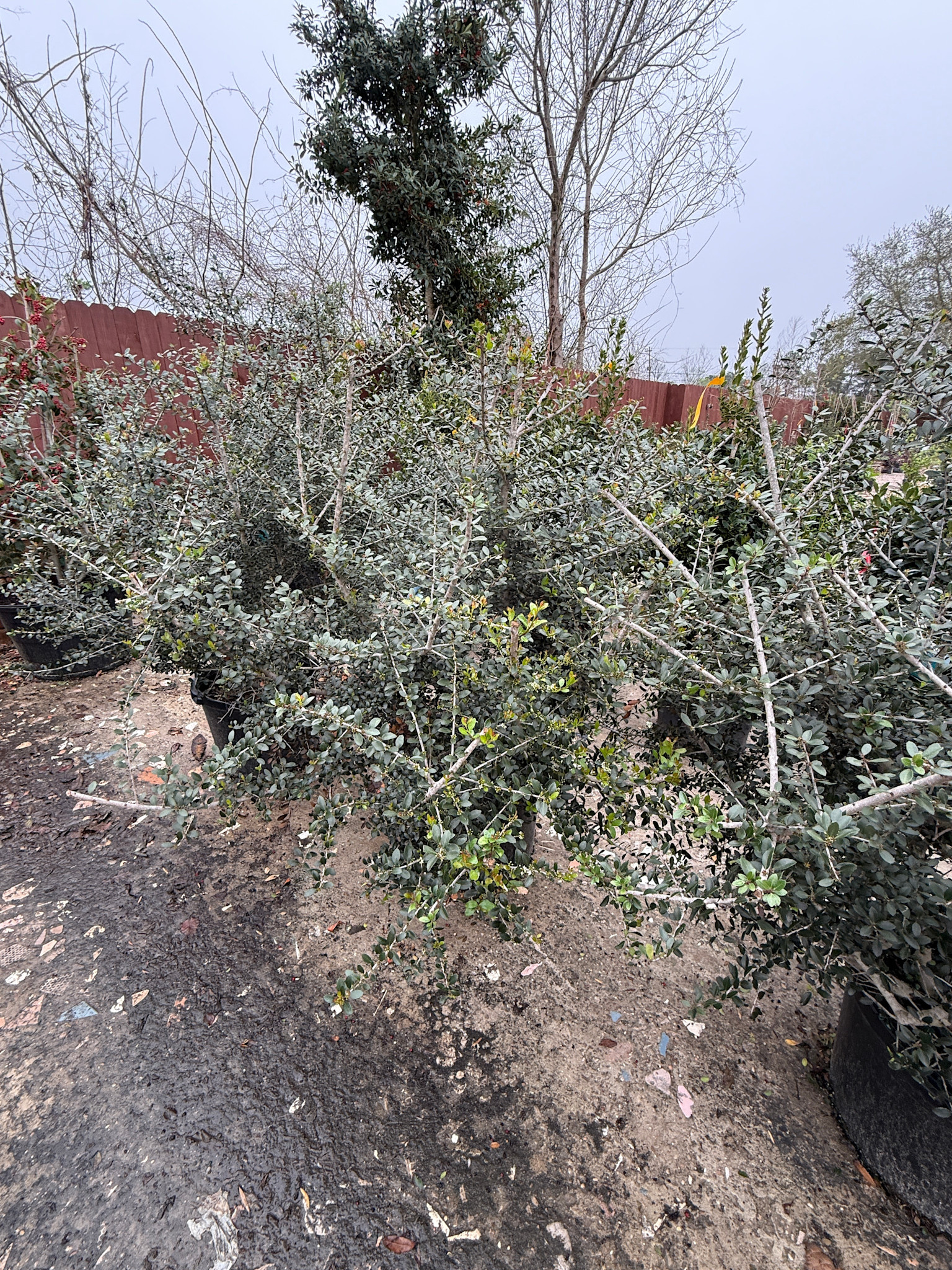 'PRIDE OF HOUSTON' YAUPON HOLLY PLANT, 15 GALLON