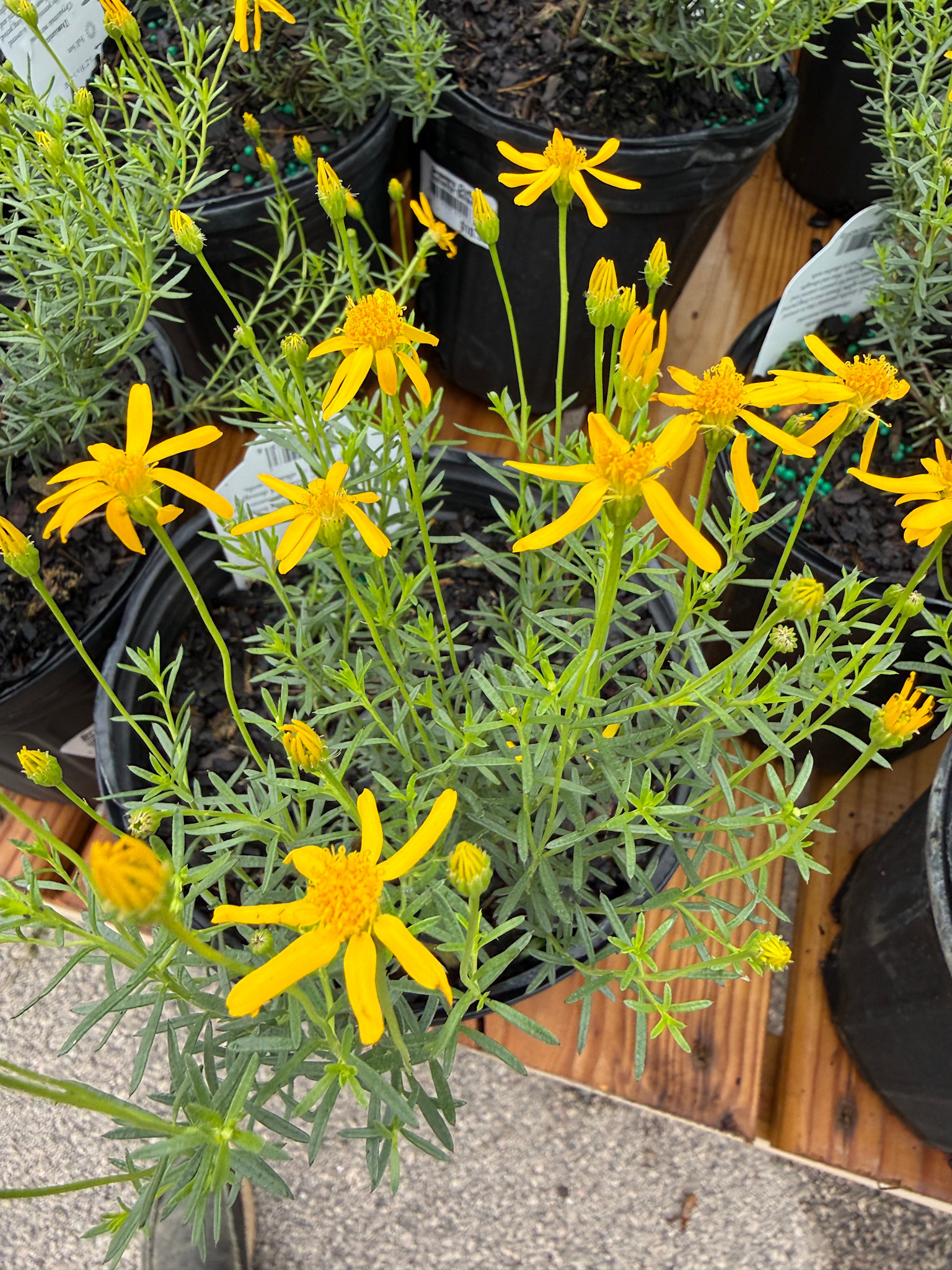 'DAMIANITA' DAMIANITA PLANT, 1 GALLON