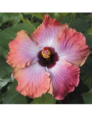 HIBISCUS, TROPICAL, 'RUMRUNNER', 2G*