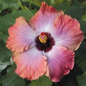 'RUM RUNNER' TROPICAL HIBISCUS, 2 GALLON