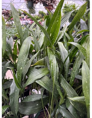 ASPIDISTRA, CAST IRON PLANT, MILKY WAY', 1G*