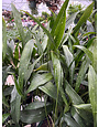 MILKY WAY ASPIDISTRA, CAST IRON PLANT, 3 GALLON