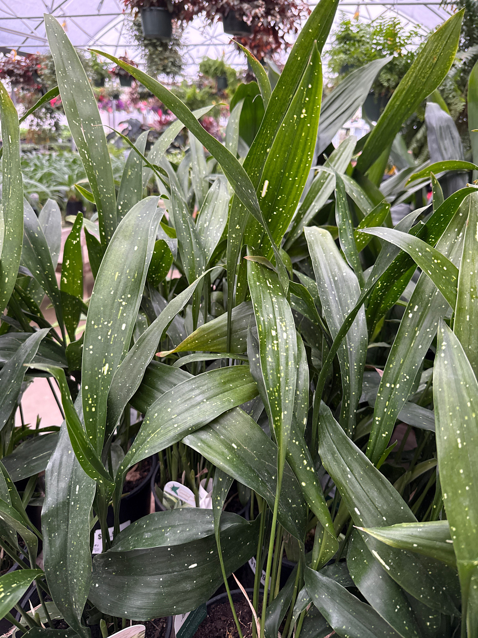 MILKY WAY ASPIDISTRA, CAST IRON PLANT, 3 GALLON