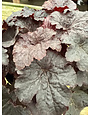 'CAJUN FIRE' CORAL BELLS, 1 GALLON