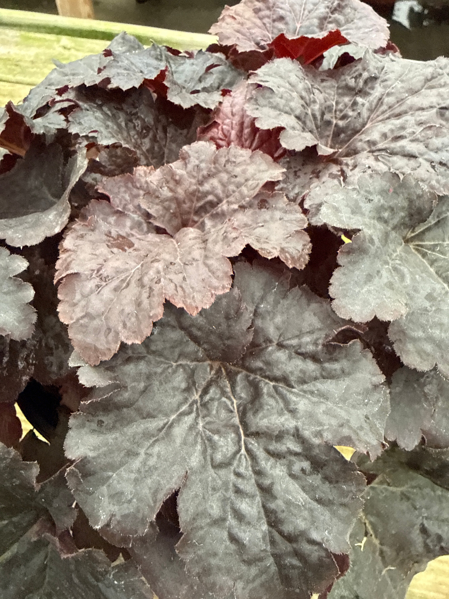 'CAJUN FIRE' CORAL BELLS, 1 GALLON