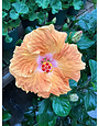 'ORANGE SEDUCTION' TROPICAL HIBISCUS, 3 GALLON