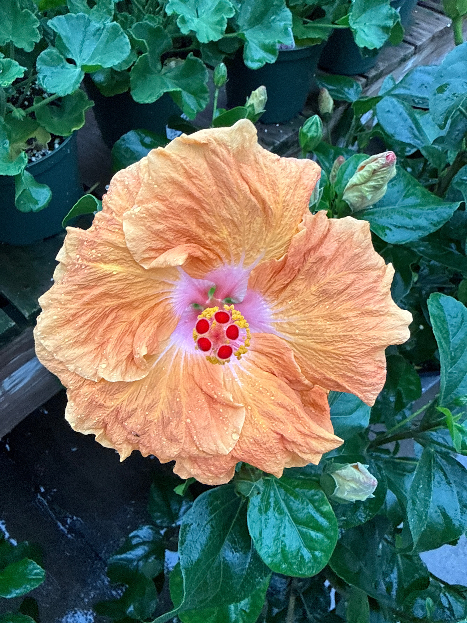 'ORANGE SEDUCTION' TROPICAL HIBISCUS, 3 GALLON