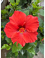 'DARK HEART' TROPICAL HIBISCUS, 2 GALLON