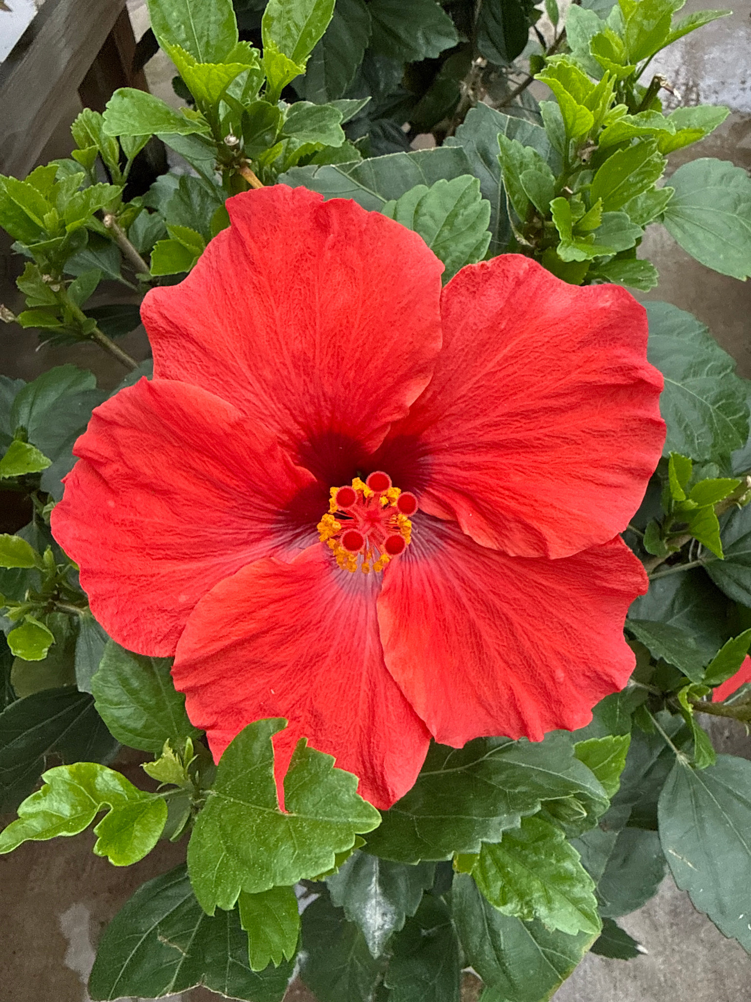 'DARK HEART' TROPICAL HIBISCUS, 2 GALLON