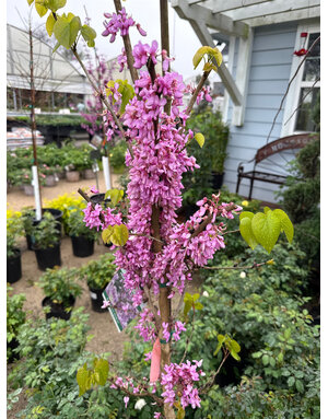 REDBUD TREE, 'BUBBLE GUM', 7G*