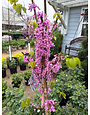 BUBBLE GUM REDBUD TREE, 7 GALLON