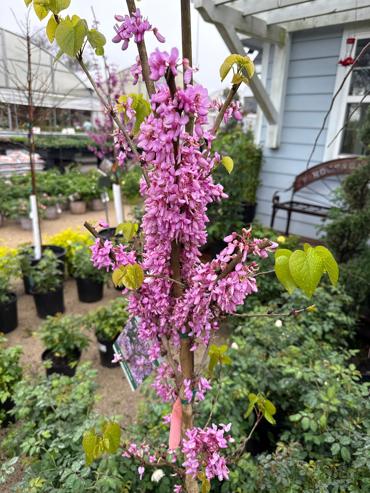BUBBLE GUM REDBUD TREE, 7 GALLON
