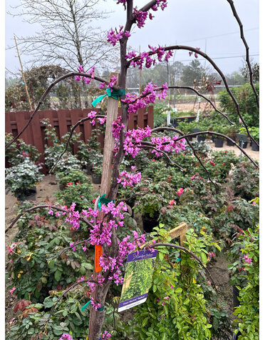 REDBUD TREE, 'GREEN MACHINE', 7G*