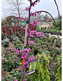 GREEN MACHINE REDBUD TREE, 7 GALLON