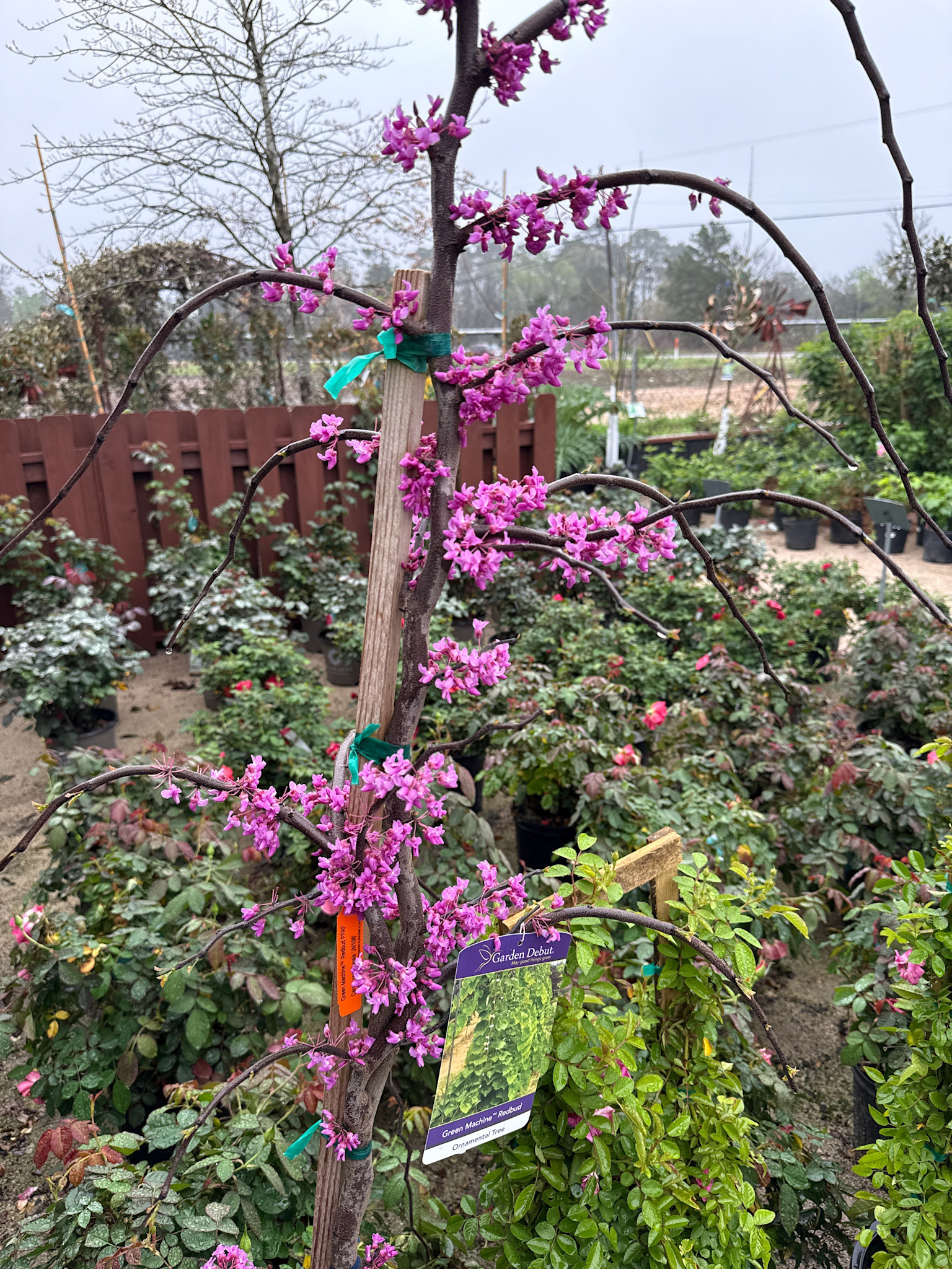 GREEN MACHINE REDBUD TREE, 7 GALLON