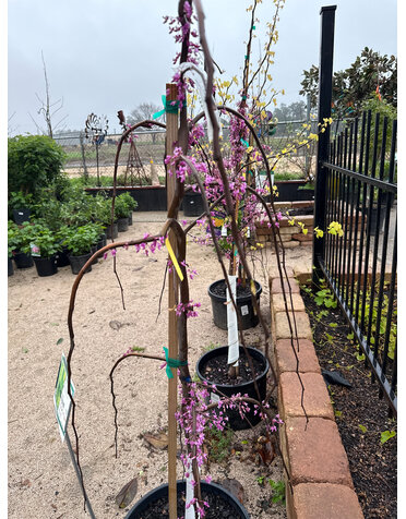 REDBUD TREE, 'GOLDEN FALLS', 10G*