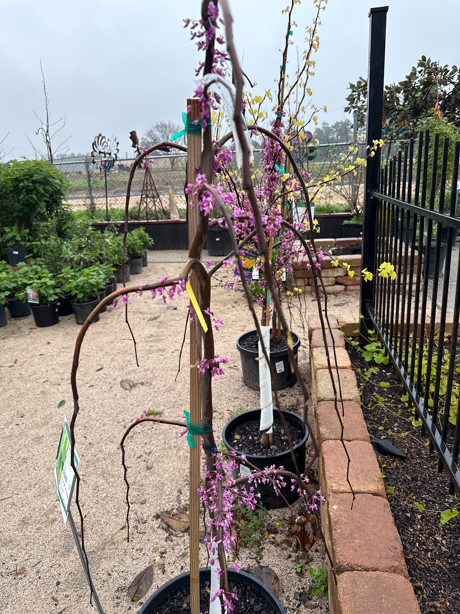 GOLDEN FALLS REDBUD TREE, 10 GALLON