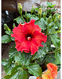 ROCK STAR HOLLYWOOD TROPICAL HIBISCUS, 3 GALLON