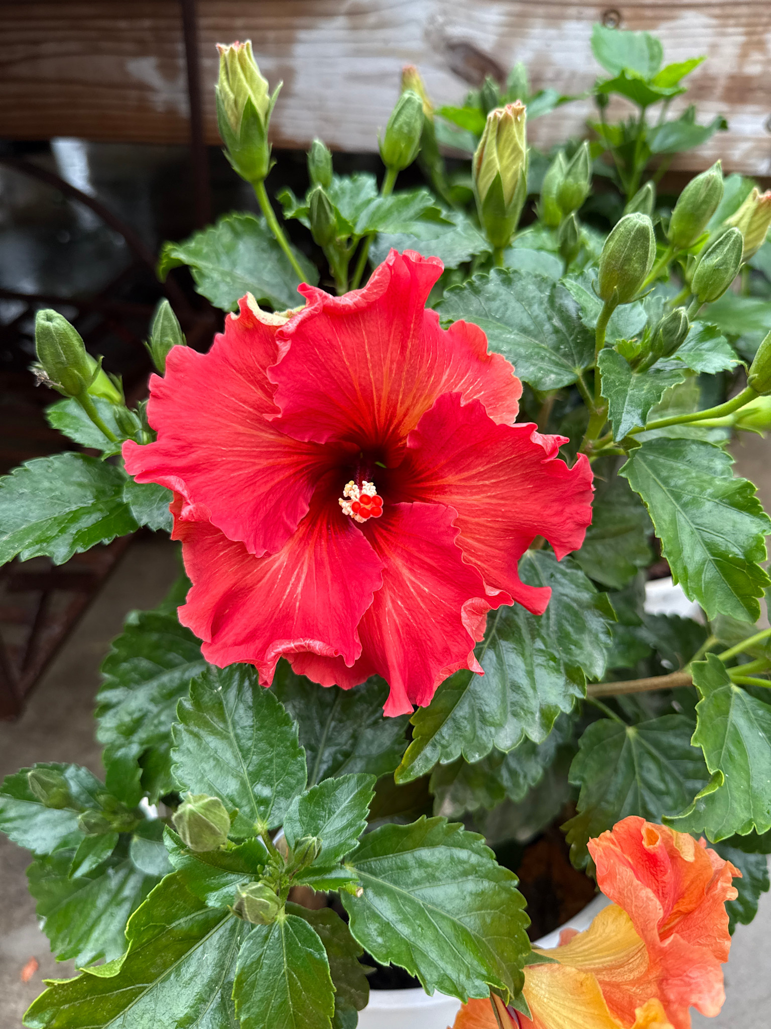 ROCK STAR HOLLYWOOD TROPICAL HIBISCUS, 3 GALLON