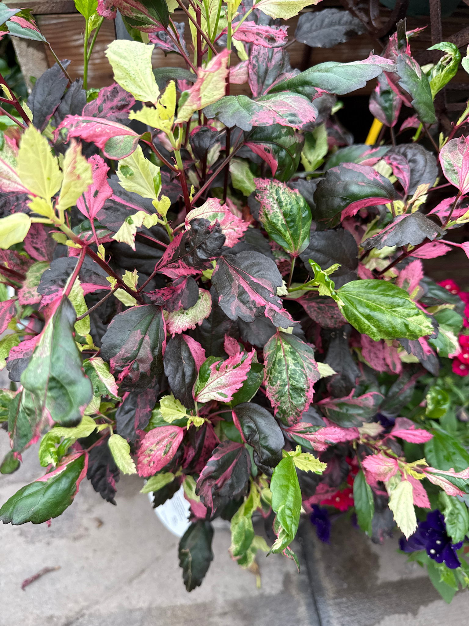 'SALSA DANCER' TROPICAL HIBISCUS, 3 GALLON