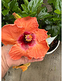 DISCO DIVA HOLLYWOOD TROPICAL HIBISCUS, 3 GALLON