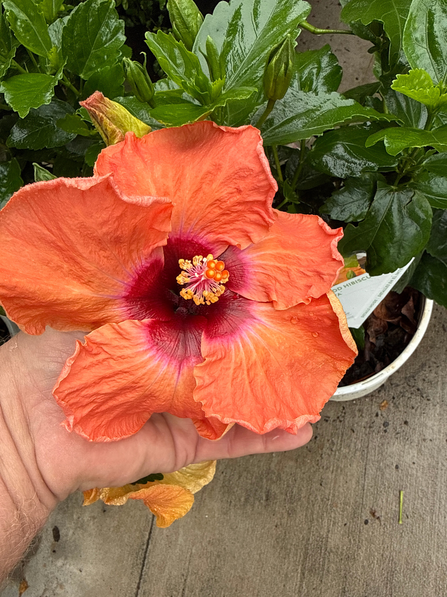 DISCO DIVA HOLLYWOOD TROPICAL HIBISCUS, 3 GALLON