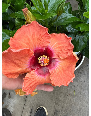 HIBISCUS, TROPICAL, 'DISCO DIVA HOLLYWOOD', 2G