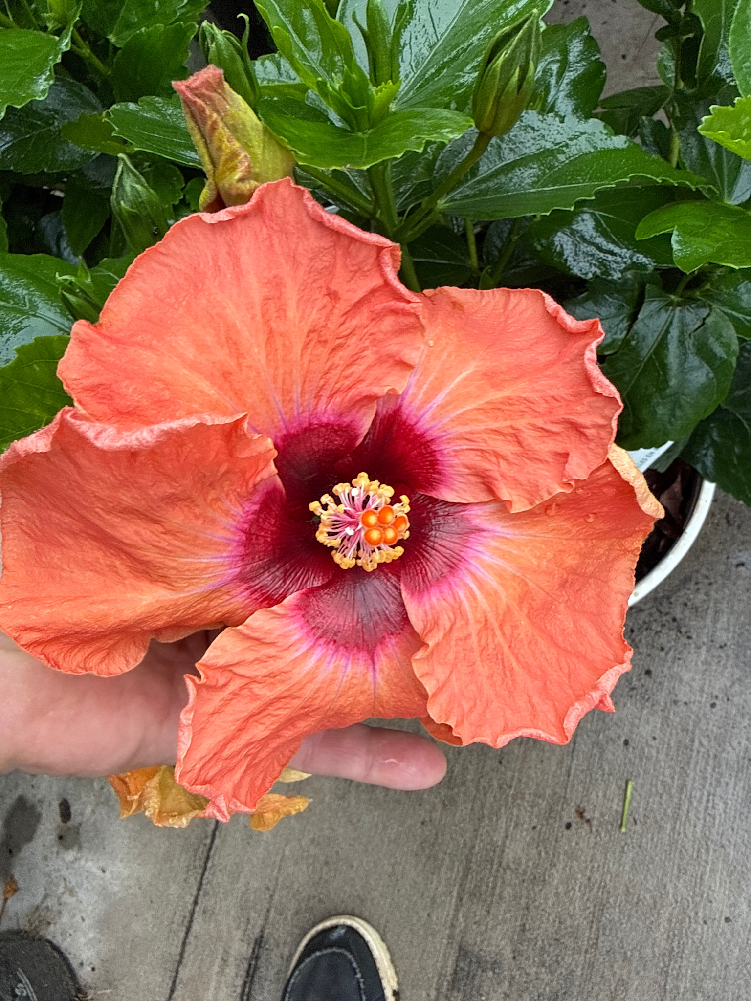 'DISCO DIVA HOLLYWOOD' TROPICAL HIBISCUS, 2 GALLON