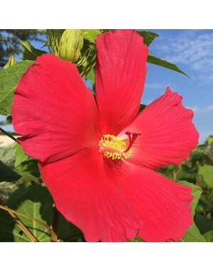 HIBISCUS, PERENNIAL, 'BIG HIT RED', 3G*