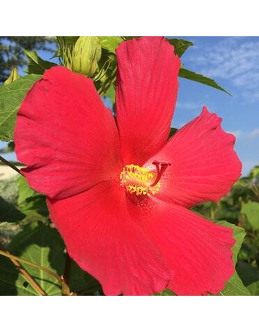 HIBISCUS, PERENNIAL, 'BIG HIT RED', 3G*