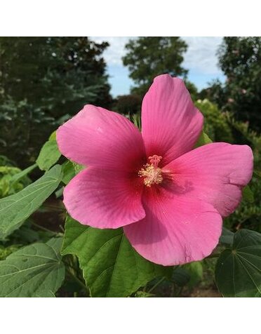 HIBISCUS, PERENNIAL, 'BIG HIT PINK', 3G*