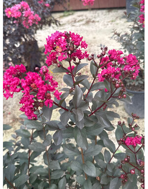 CRAPE MYRTLE, 'BLACK DIAMOND, 'MYSTIC MAGENTA', 5G*
