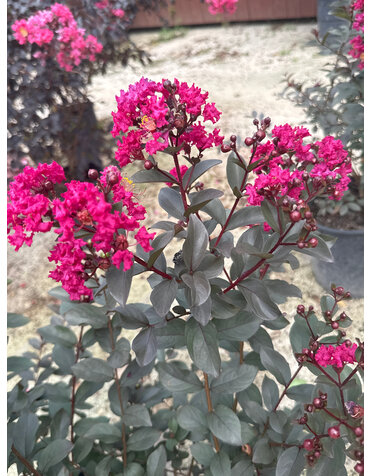 CRAPE MYRTLE, 'BLACK DIAMOND, 'MYSTIC MAGENTA', 5G*