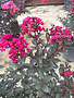 CRAPE MYRTLE, 'BLACK DIAMOND, 'MYSTIC MAGENTA', 5G*