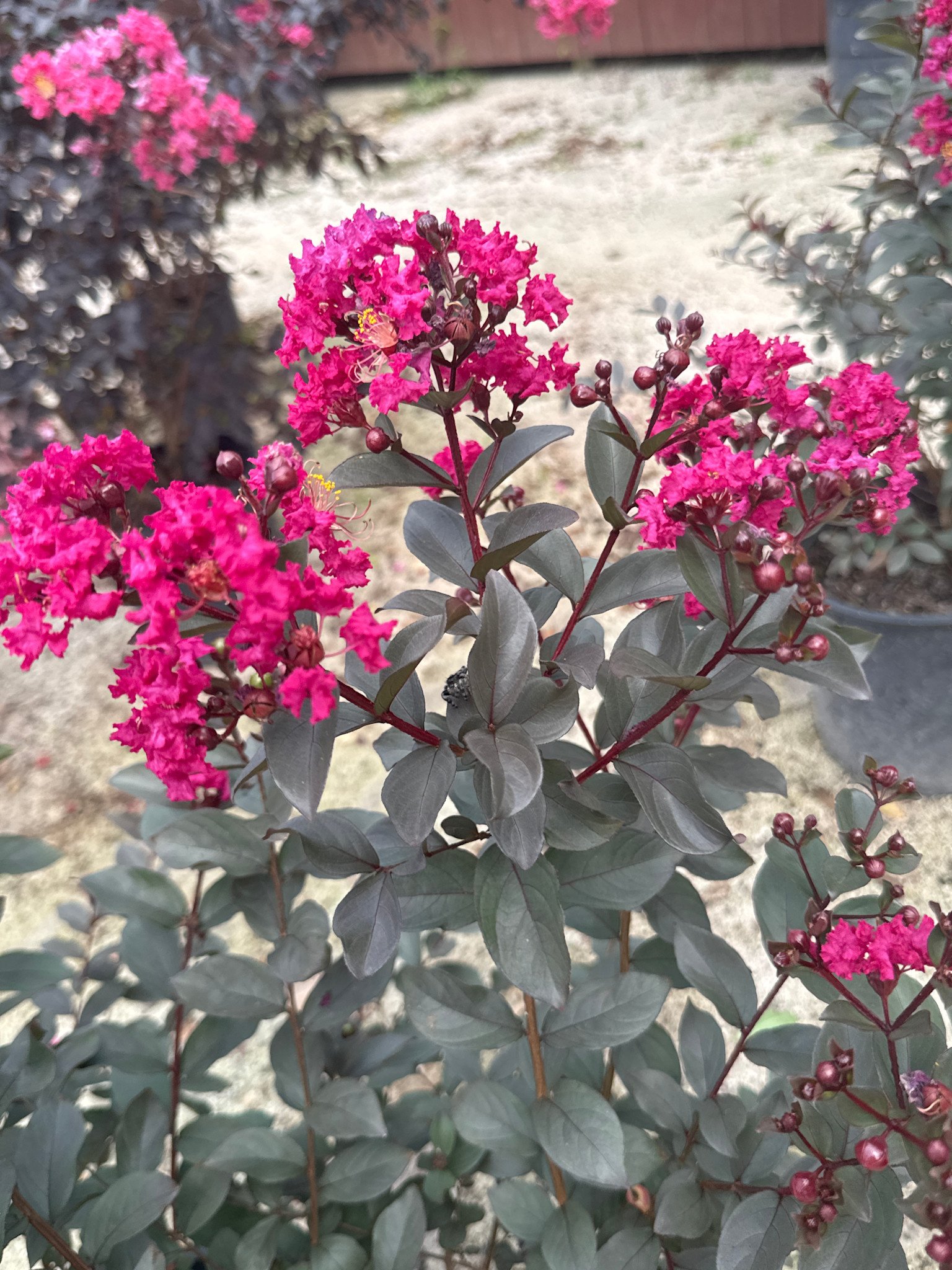 'MYSTIC MAGENTA' BLACK DIAMOND® CRAPE MYRTLE PLANT, 5 GALLON